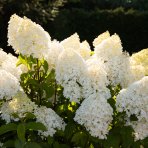 Hortenzia metlinatá (Hydrangea paniculata) ´LIVING SUGAR RUSH® by LIVING CREATIONS® - výška 30-40 cm, kont. C2L 